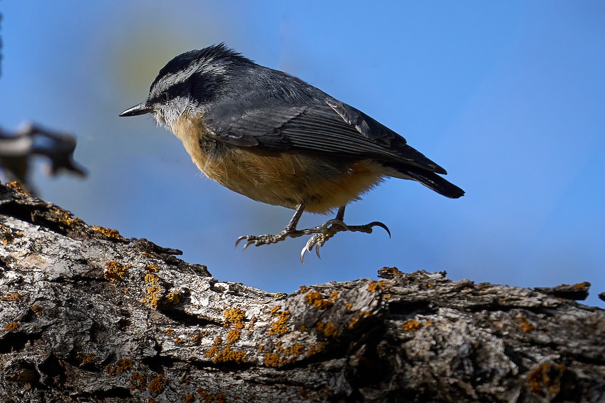 Red-breasted Nuthatch - ML619083559