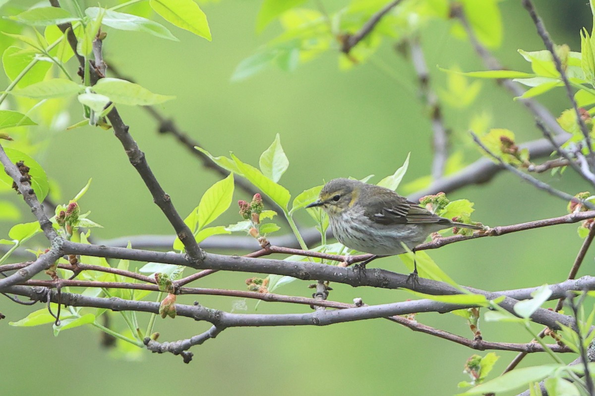 Cape May Warbler - ML619083630