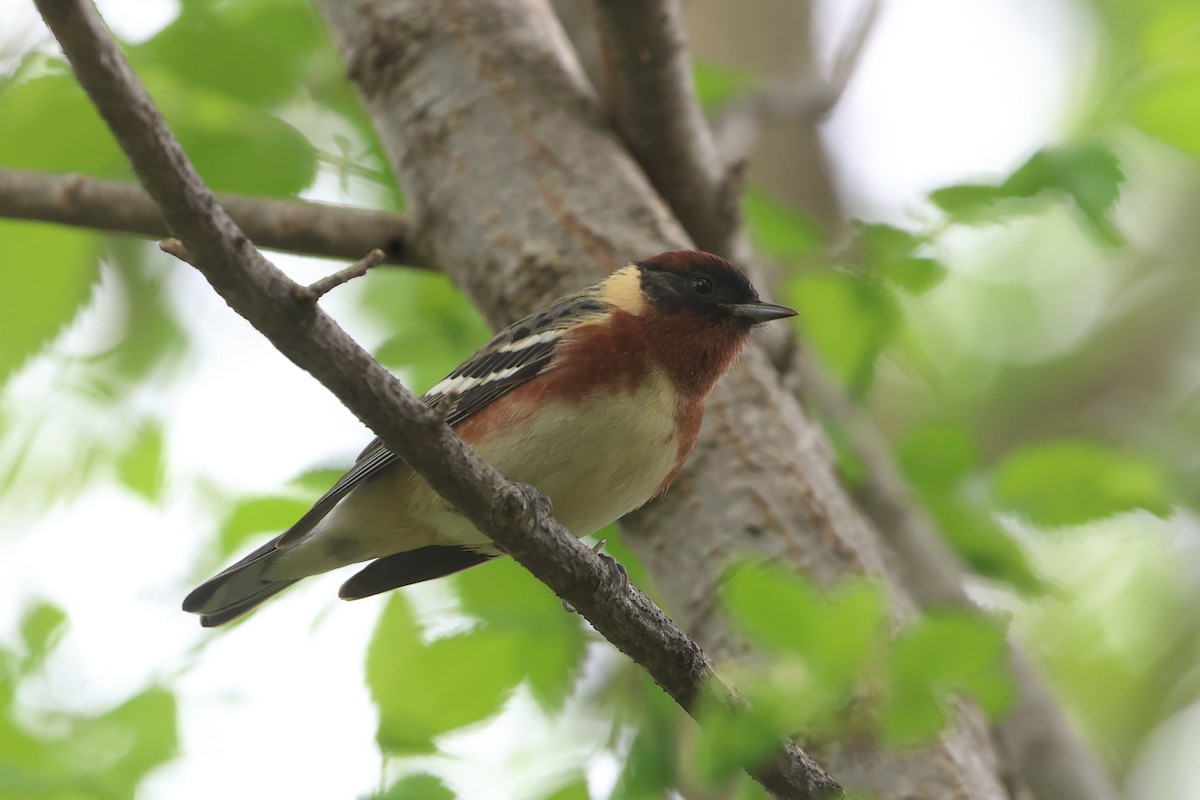 Bay-breasted Warbler - ML619083648