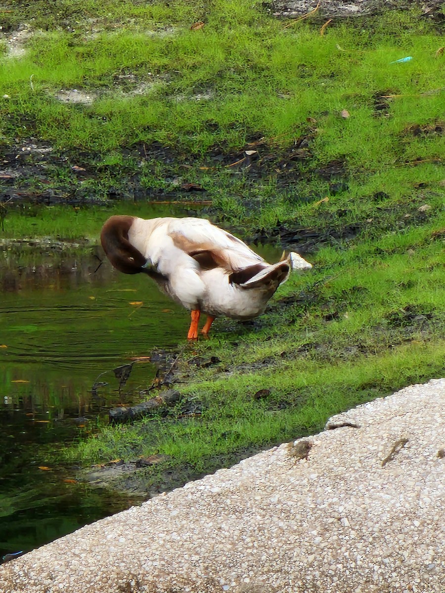 tanımsız ördek (Anatinae sp.) - ML619083667