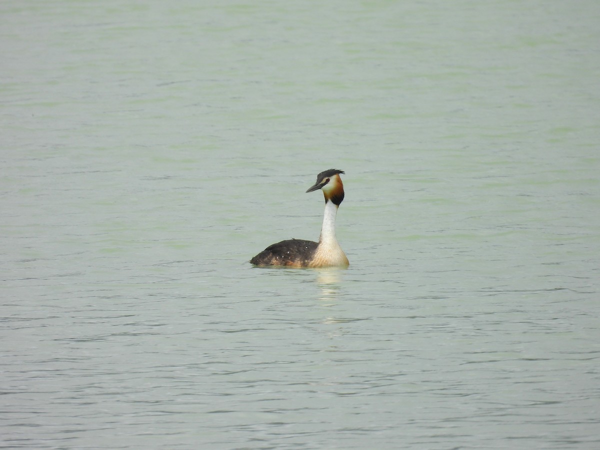 Great Crested Grebe - ML619083690