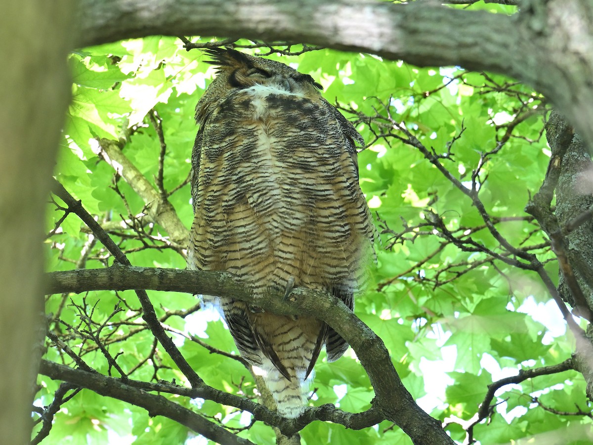 Great Horned Owl - ML619083693