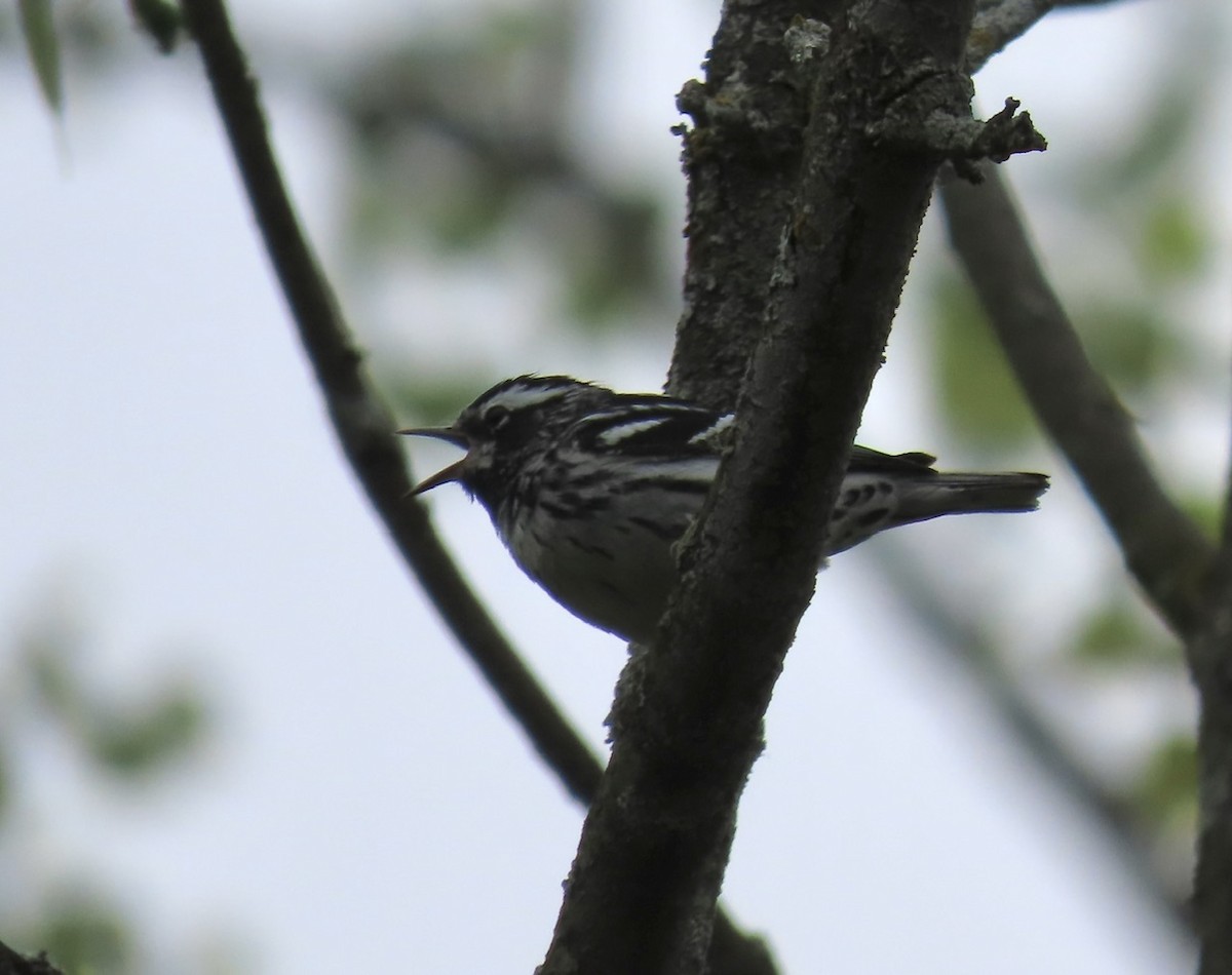 Black-and-white Warbler - ML619083695