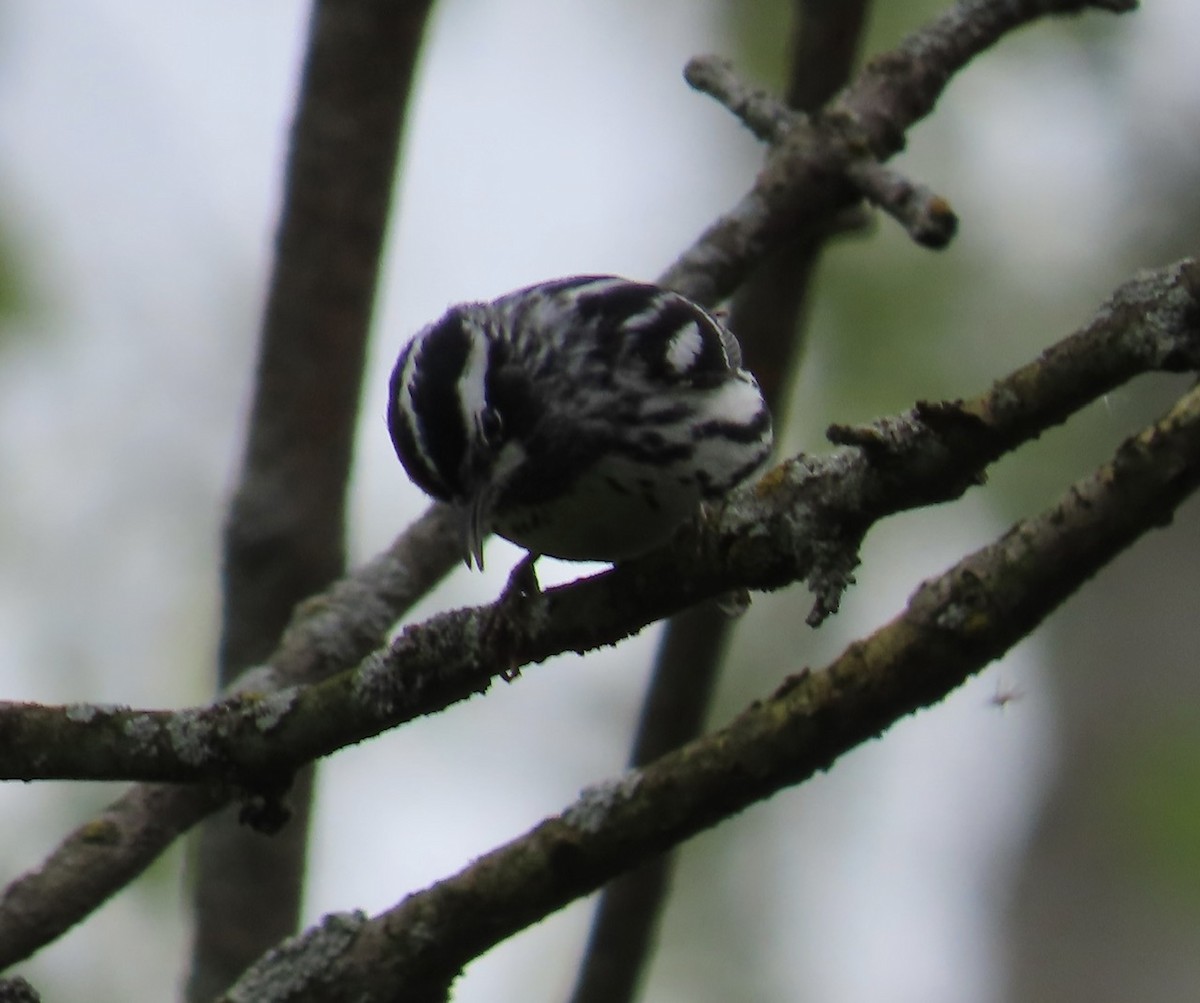 Black-and-white Warbler - ML619083696