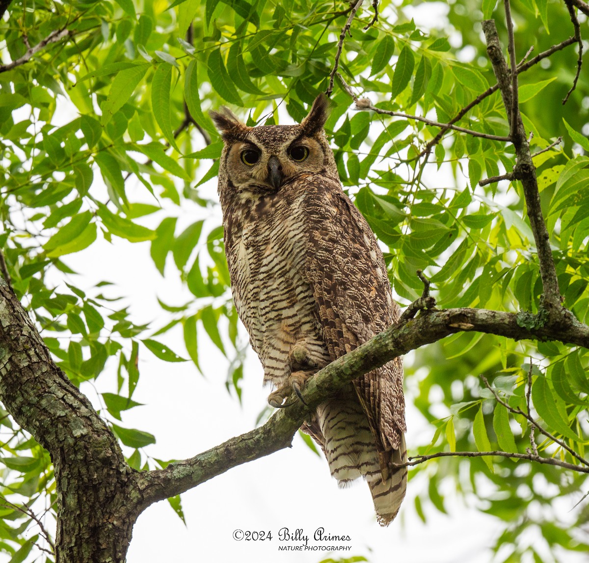 Great Horned Owl - ML619083810