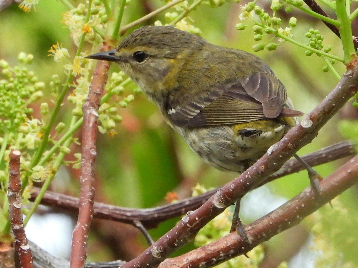 Cape May Warbler - ML619083828