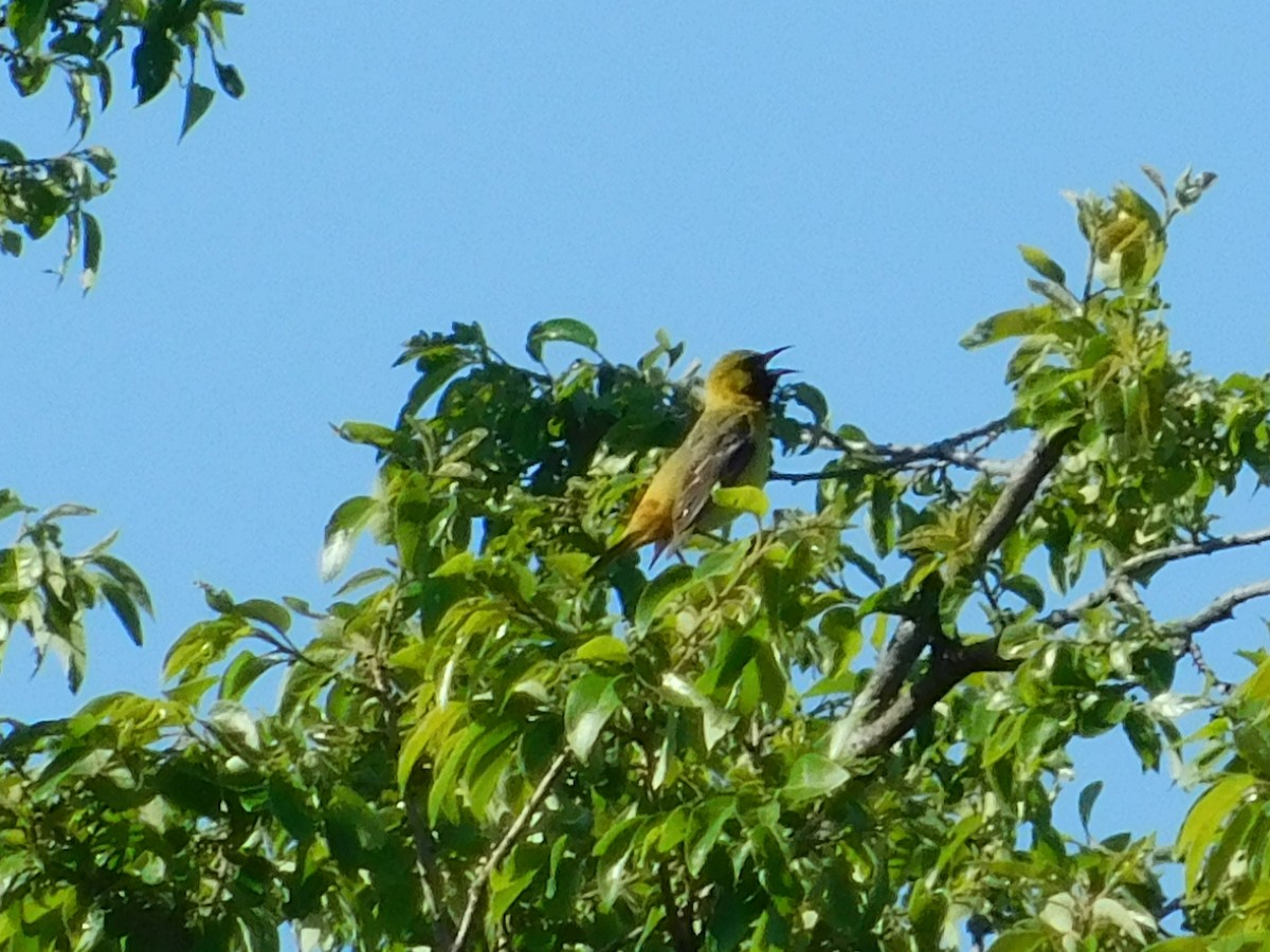 Orchard Oriole - ML619083866