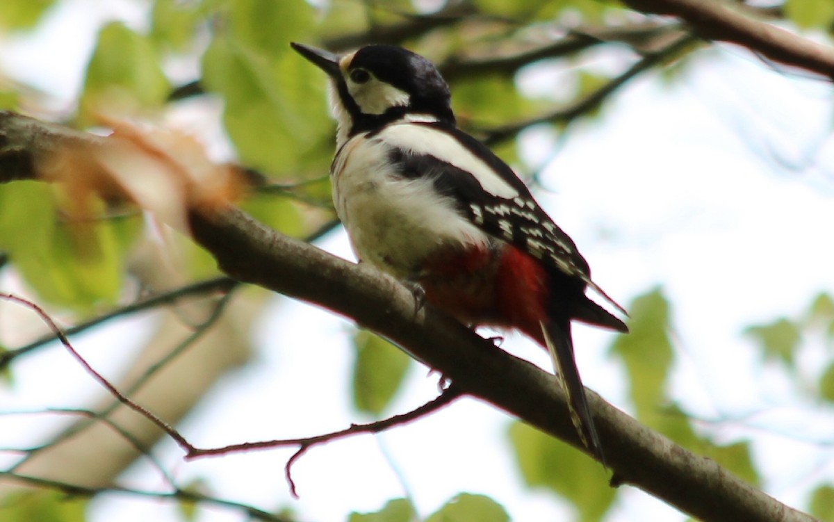 Great Spotted Woodpecker - ML619083869