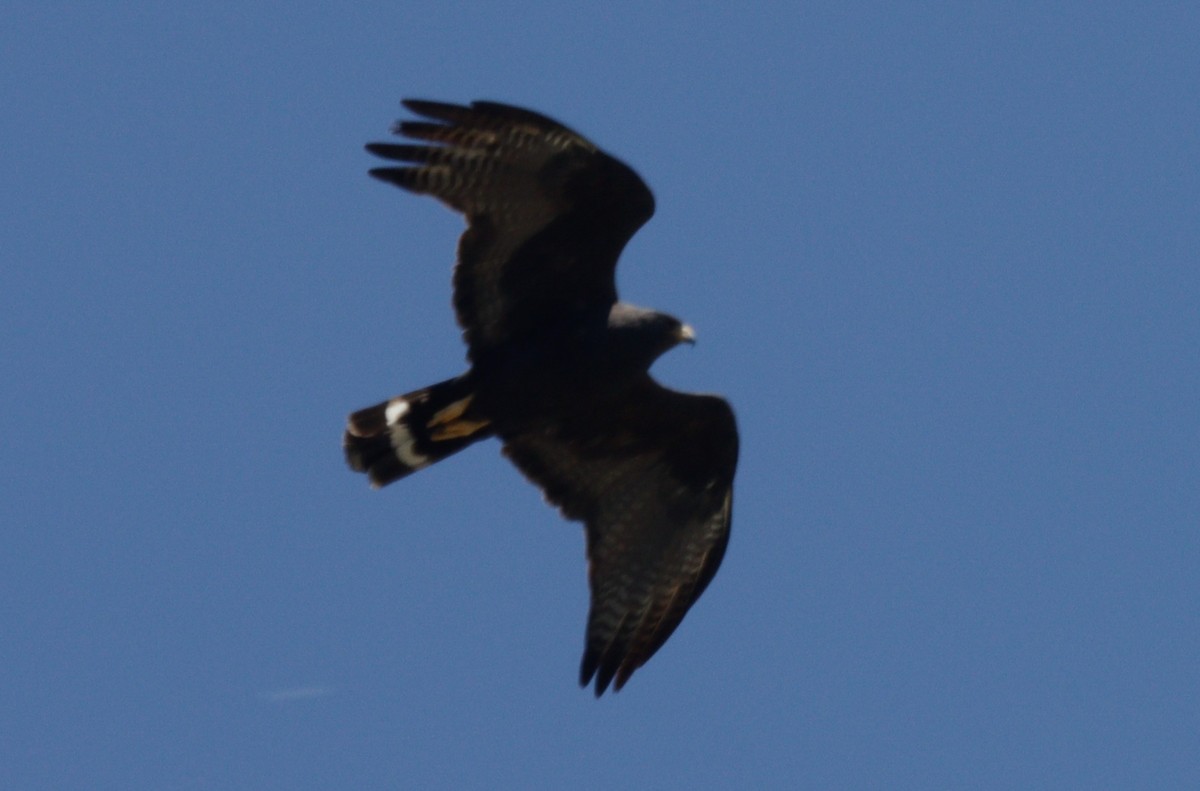 Zone-tailed Hawk - ML619083887