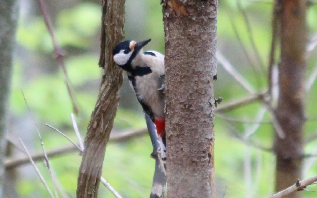Great Spotted Woodpecker - ML619083888