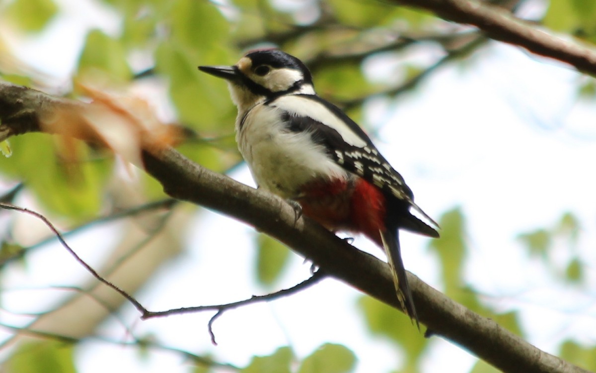 Great Spotted Woodpecker - ML619083889