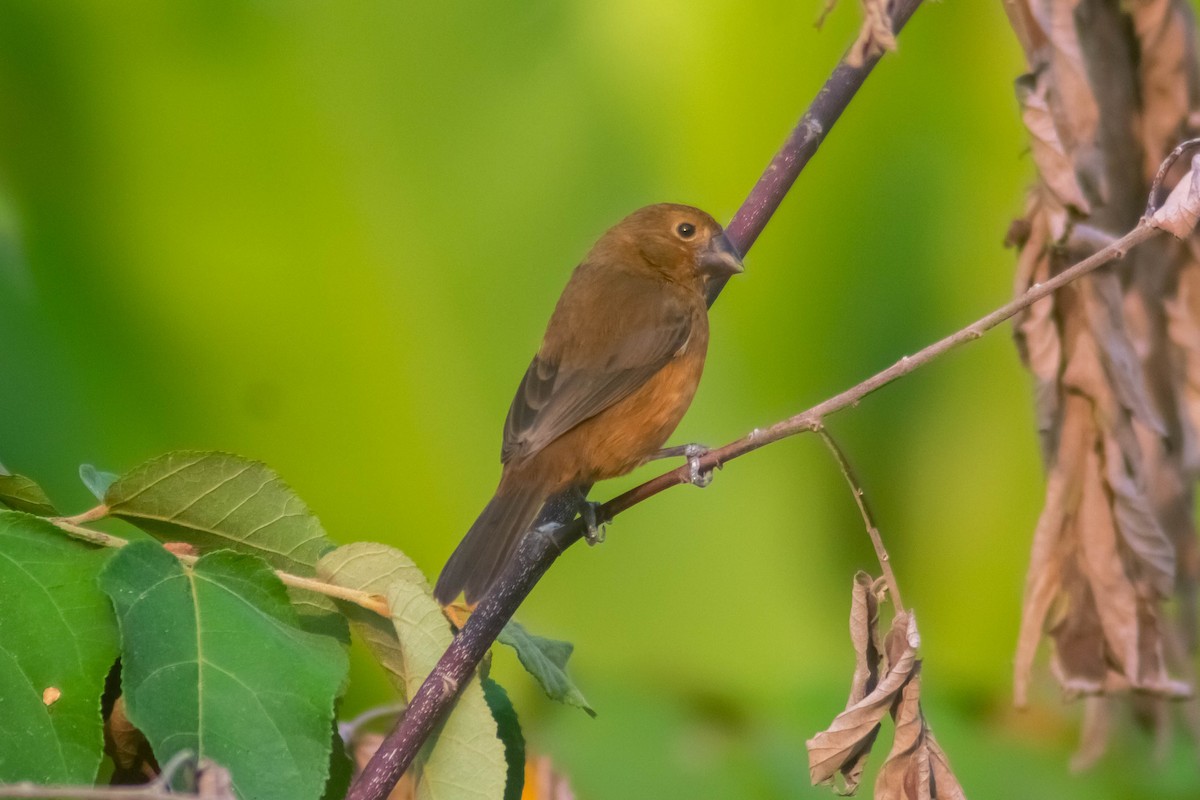 Thick-billed Seed-Finch - ML619083897