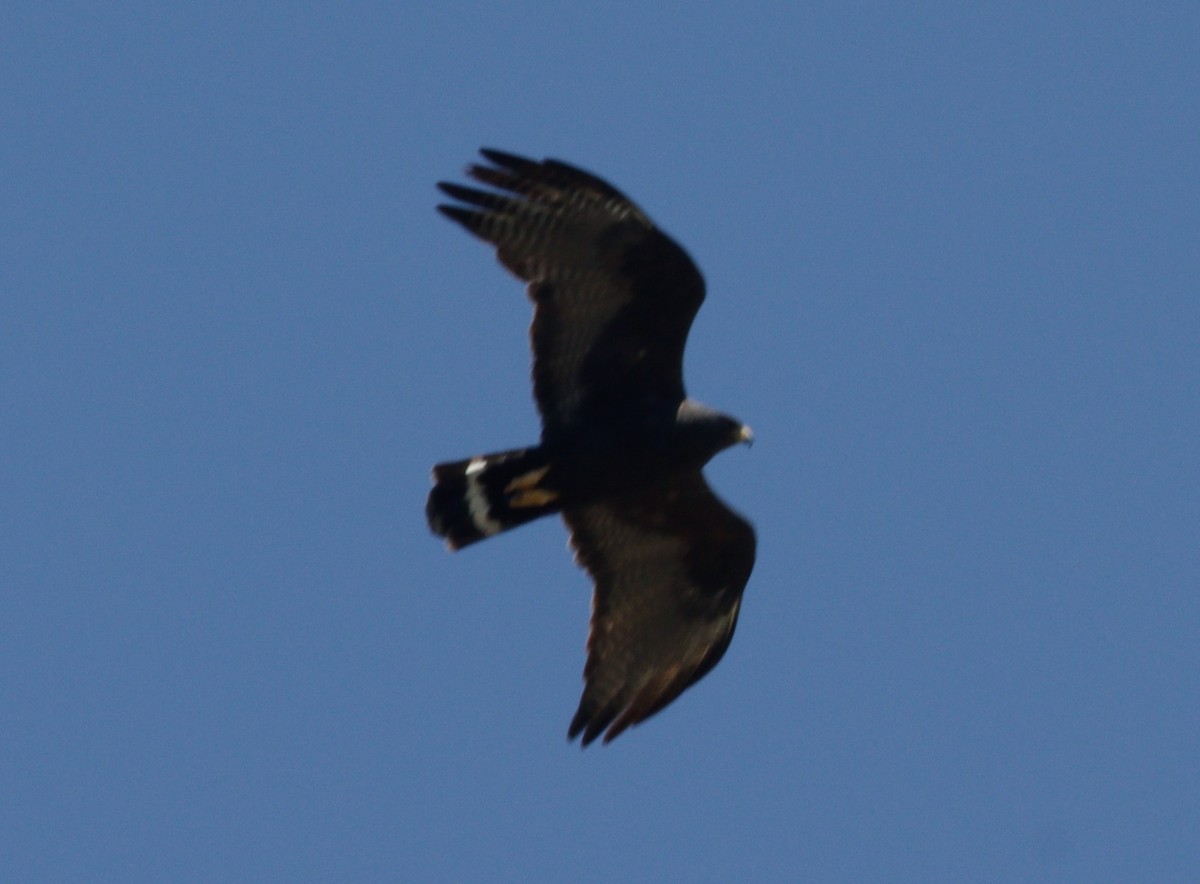 Zone-tailed Hawk - ML619083902