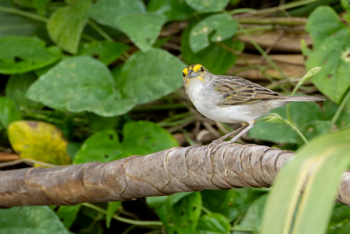 Yellow-browed Sparrow - ML619083913