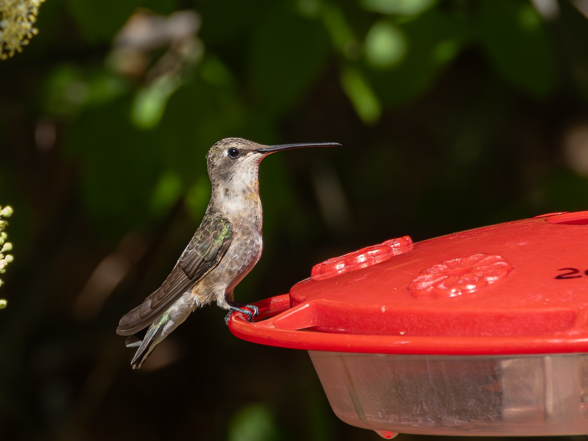 Black-chinned Hummingbird - ML619083974
