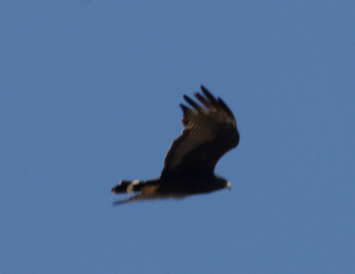 Zone-tailed Hawk - ML619083975