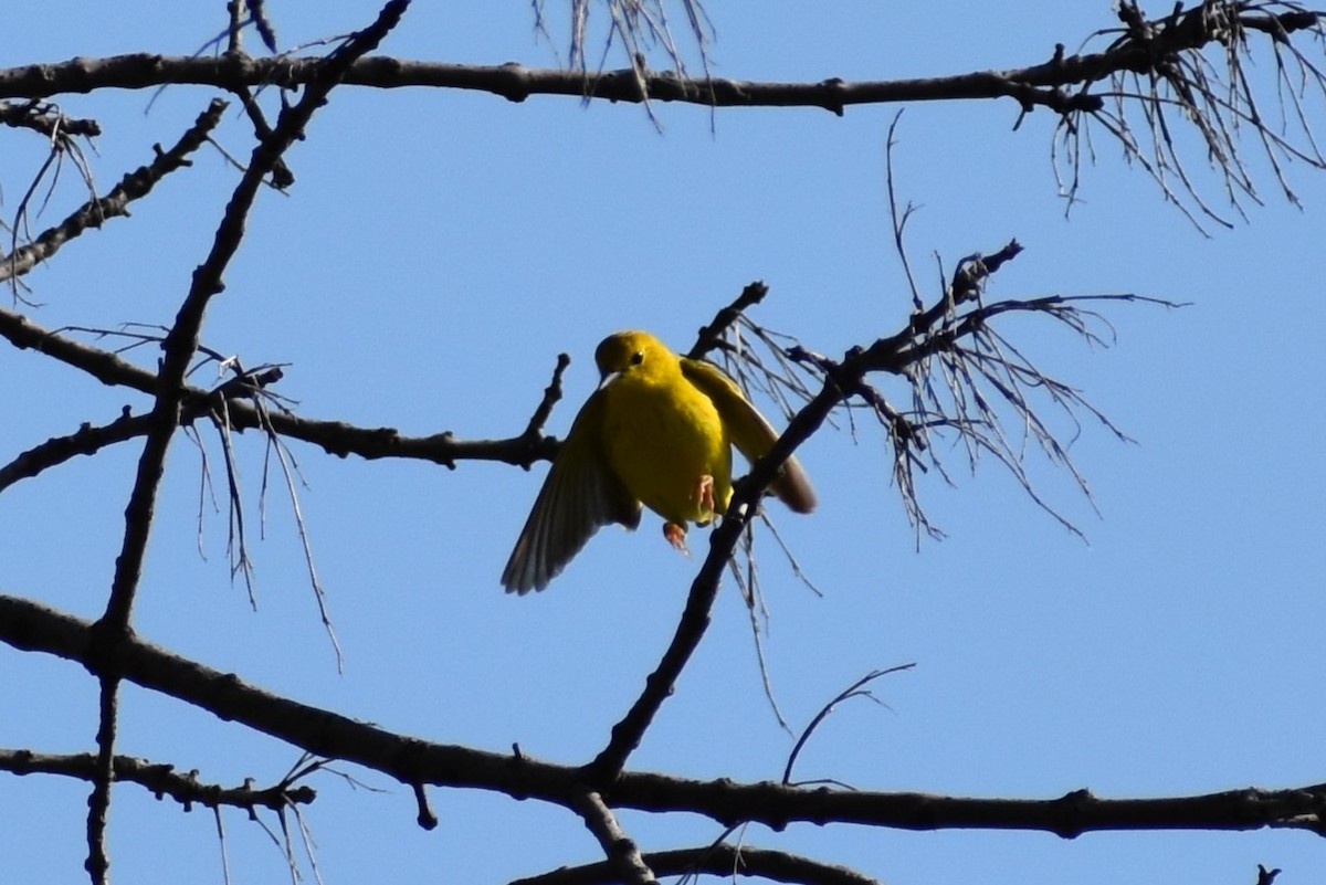 Yellow Warbler - ML619084027