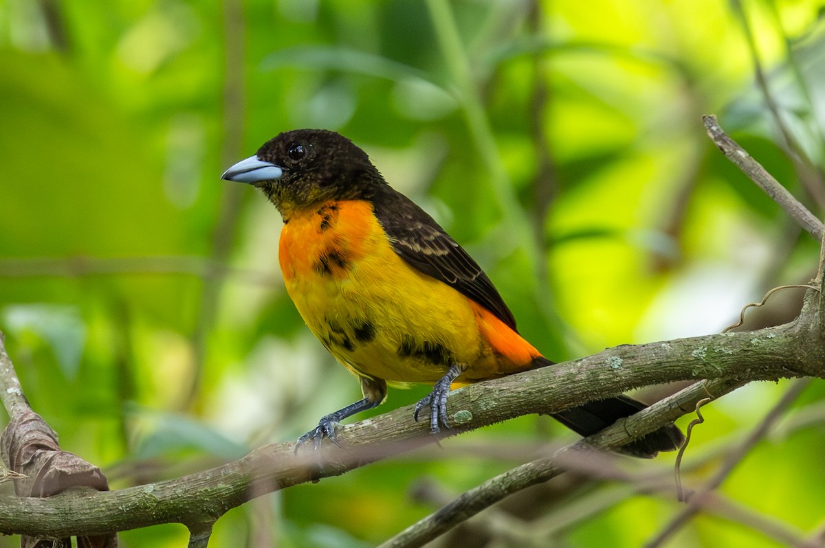 Flame-rumped Tanager - ML619084033
