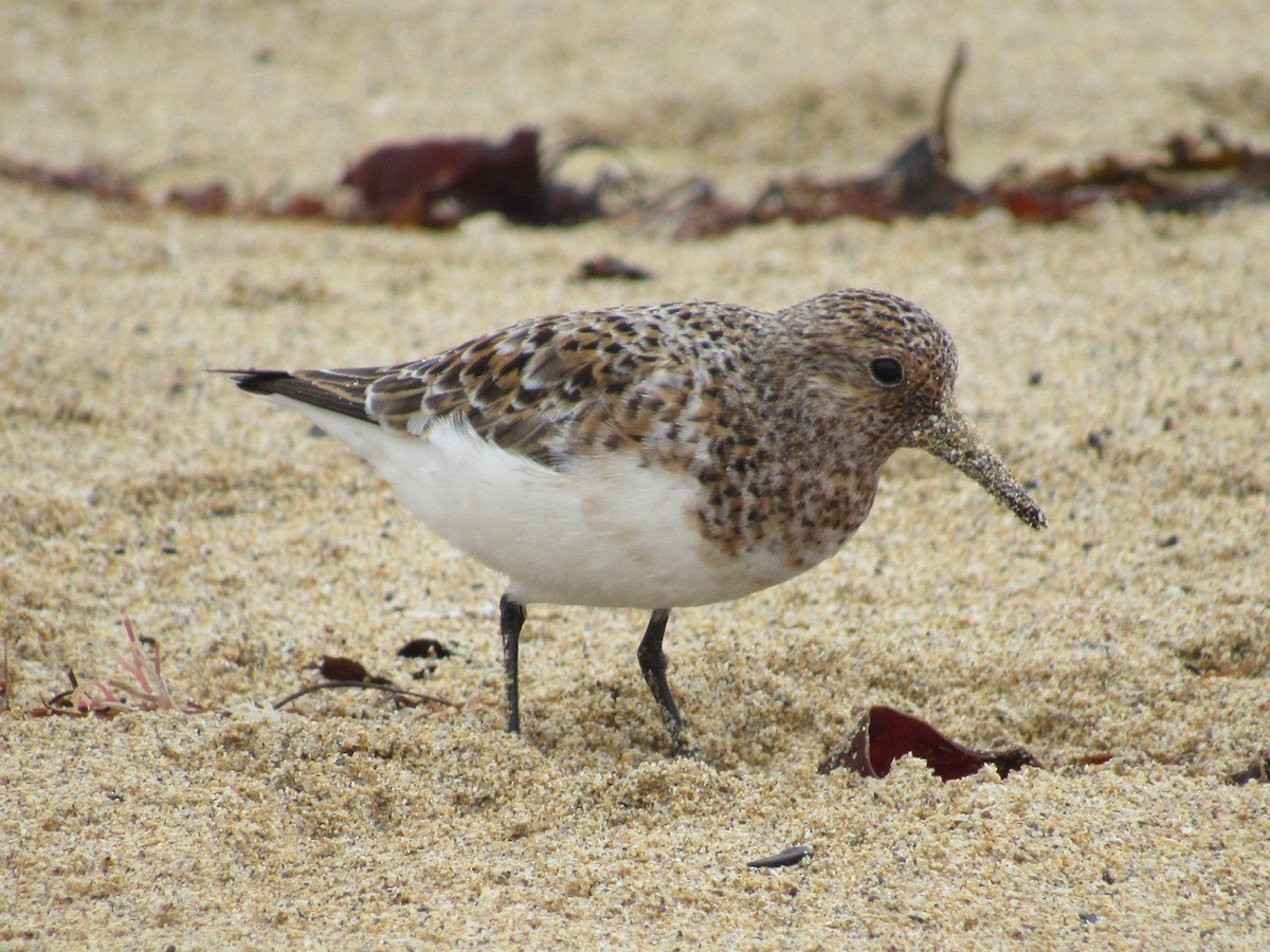 Sanderling - Molly Bell