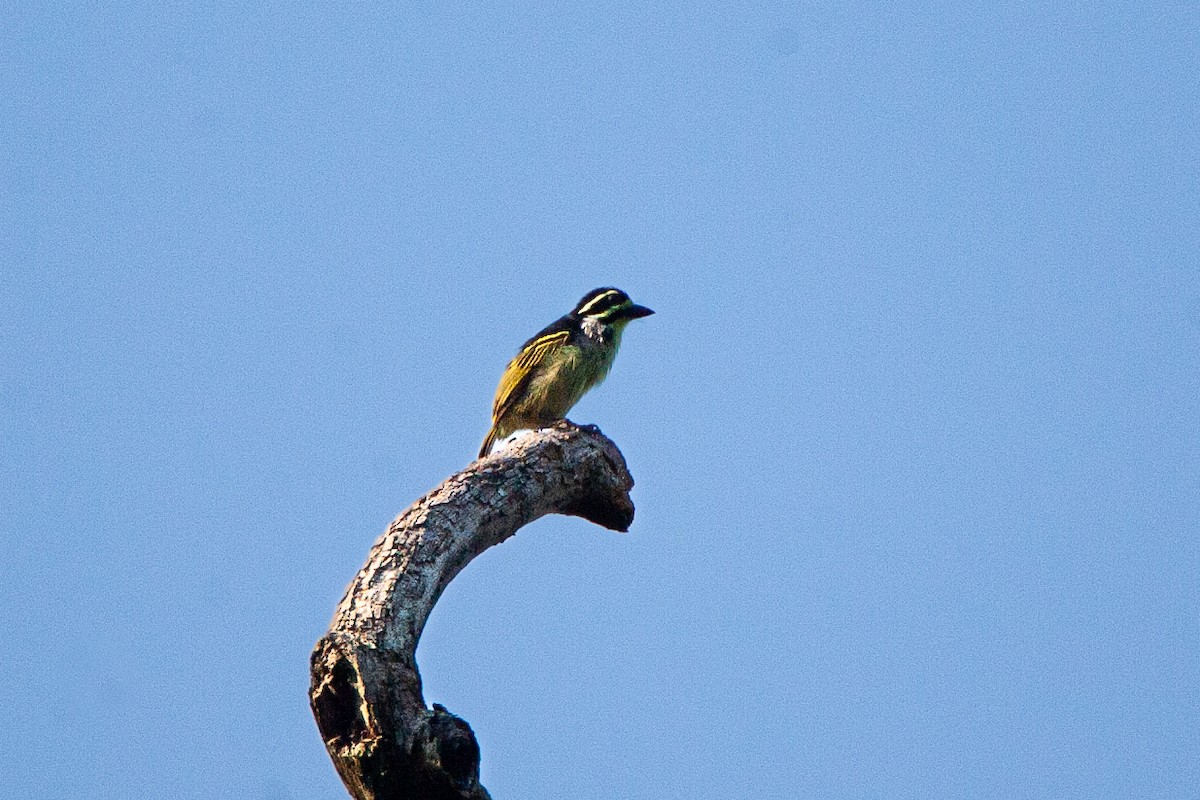Yellow-throated Tinkerbird - ML619084096