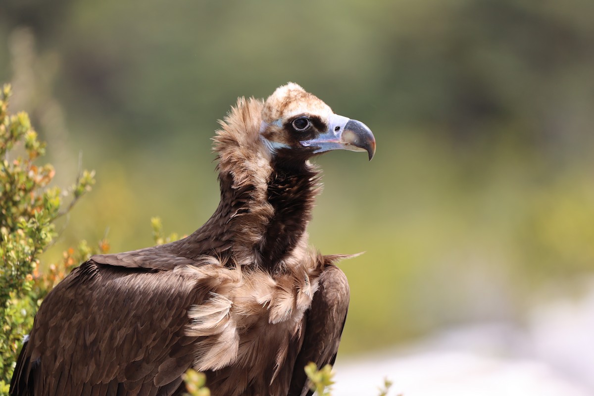 Cinereous Vulture - ML619084194