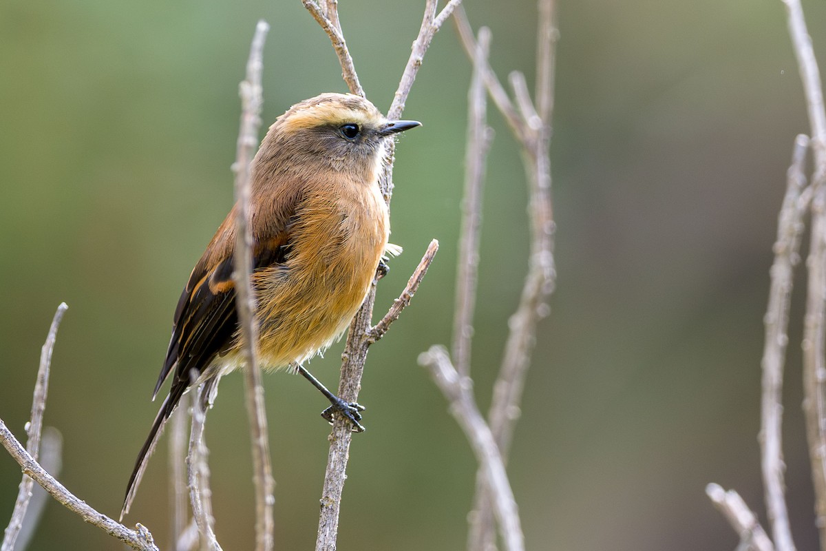 Brown-backed Chat-Tyrant - ML619084223