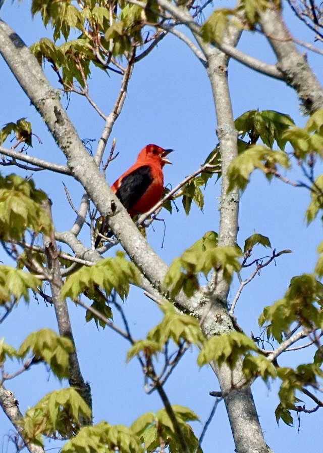 Scarlet Tanager - ML619084249
