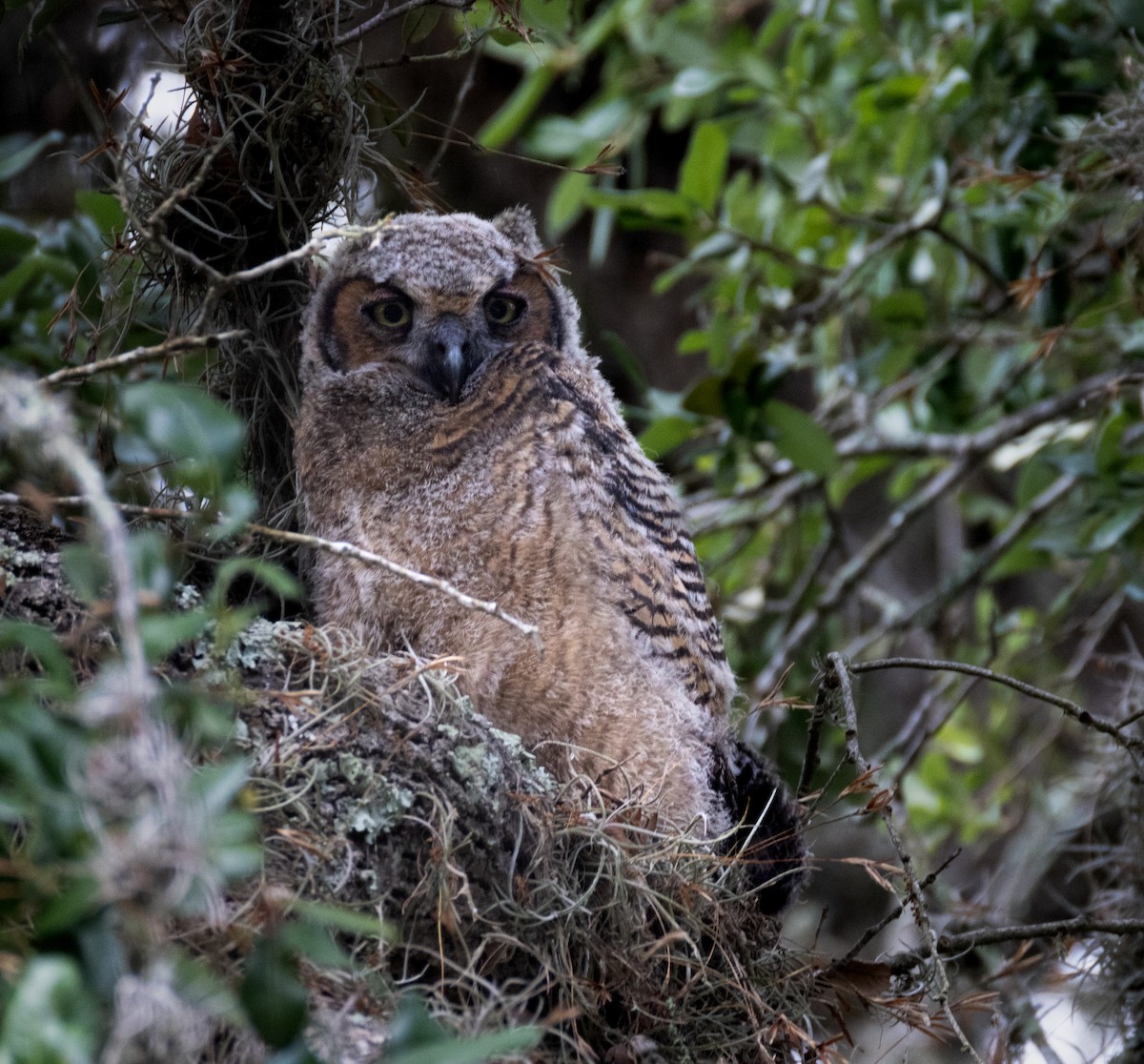 Great Horned Owl - ML619084279