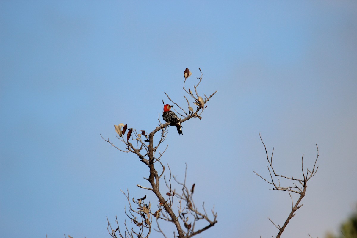 Red-bellied Woodpecker - ML619084289