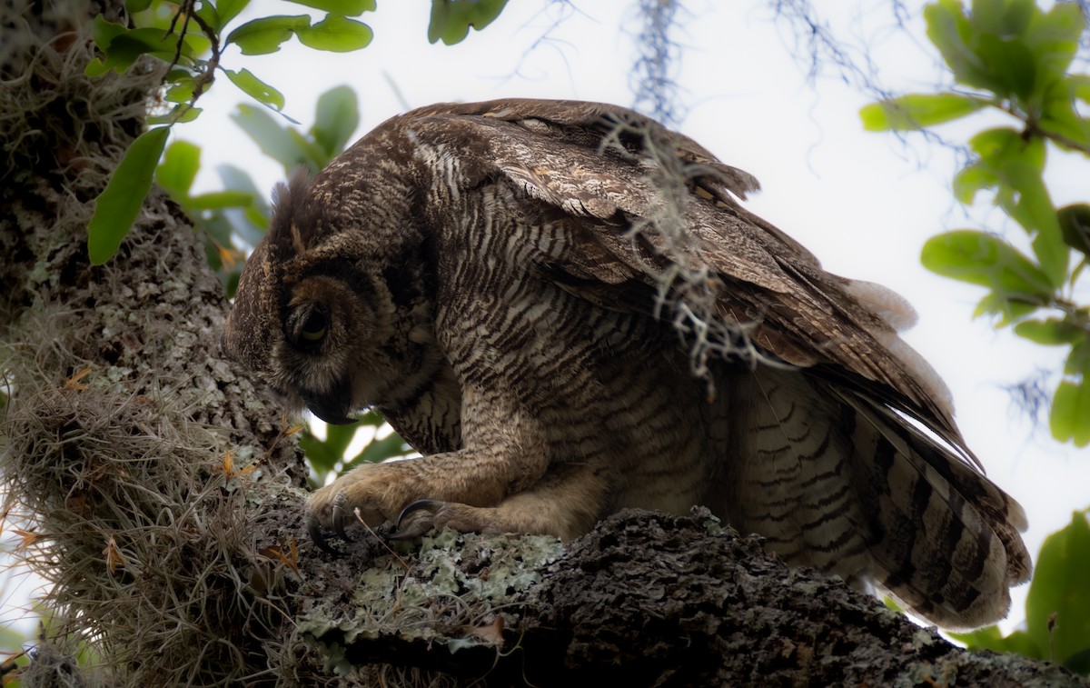 Great Horned Owl - ML619084313