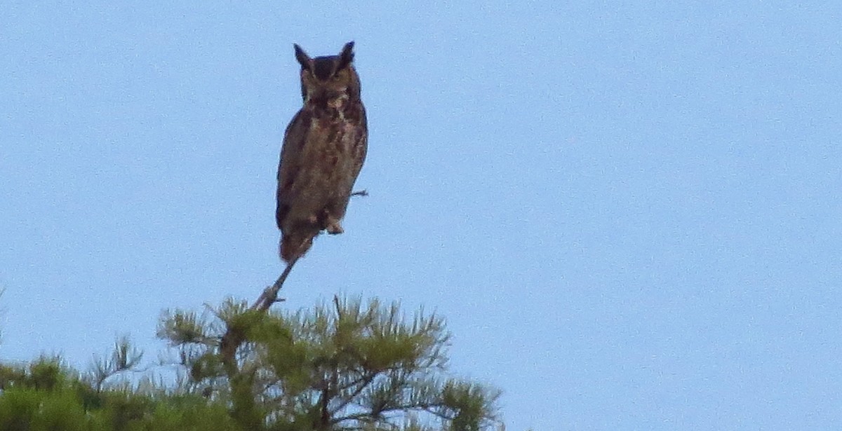 Great Horned Owl - ML619084318