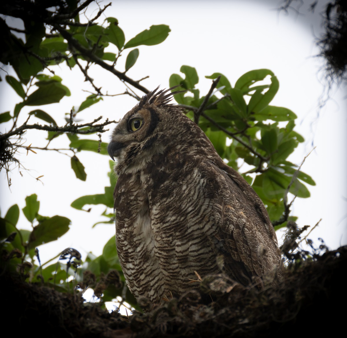 Great Horned Owl - ML619084326