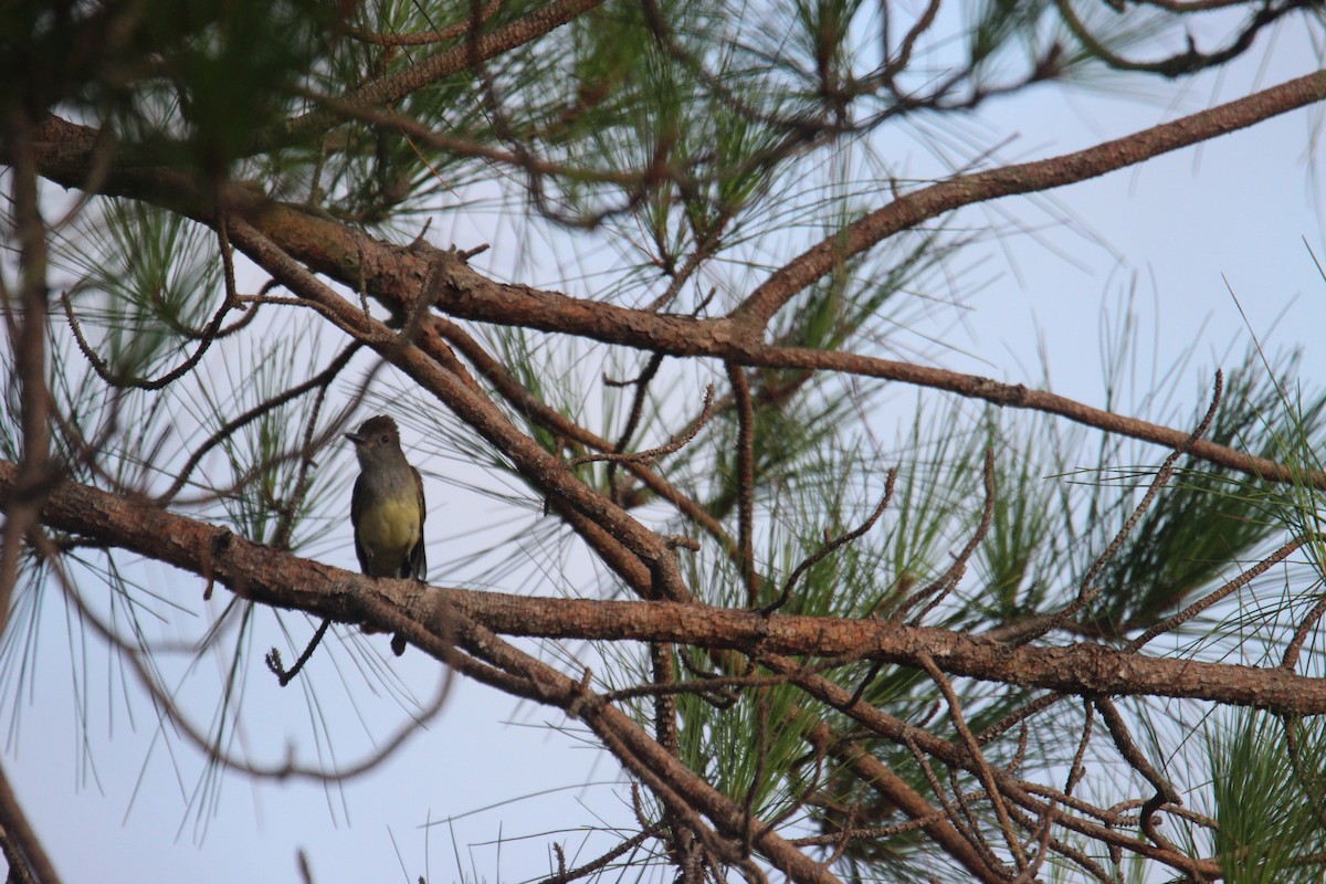 Great Crested Flycatcher - ML619084330