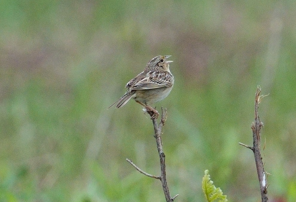 Grasshopper Sparrow - ML619084343