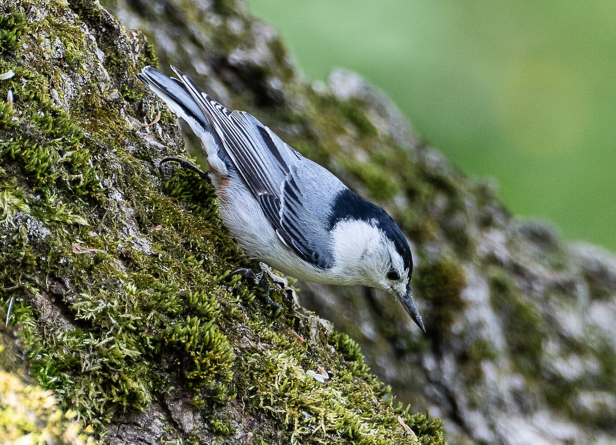 White-breasted Nuthatch - ML619084347