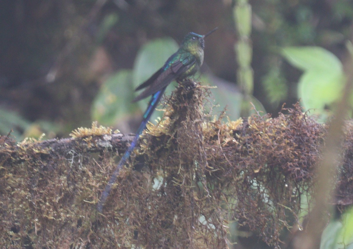 Violet-tailed Sylph - ML619084349