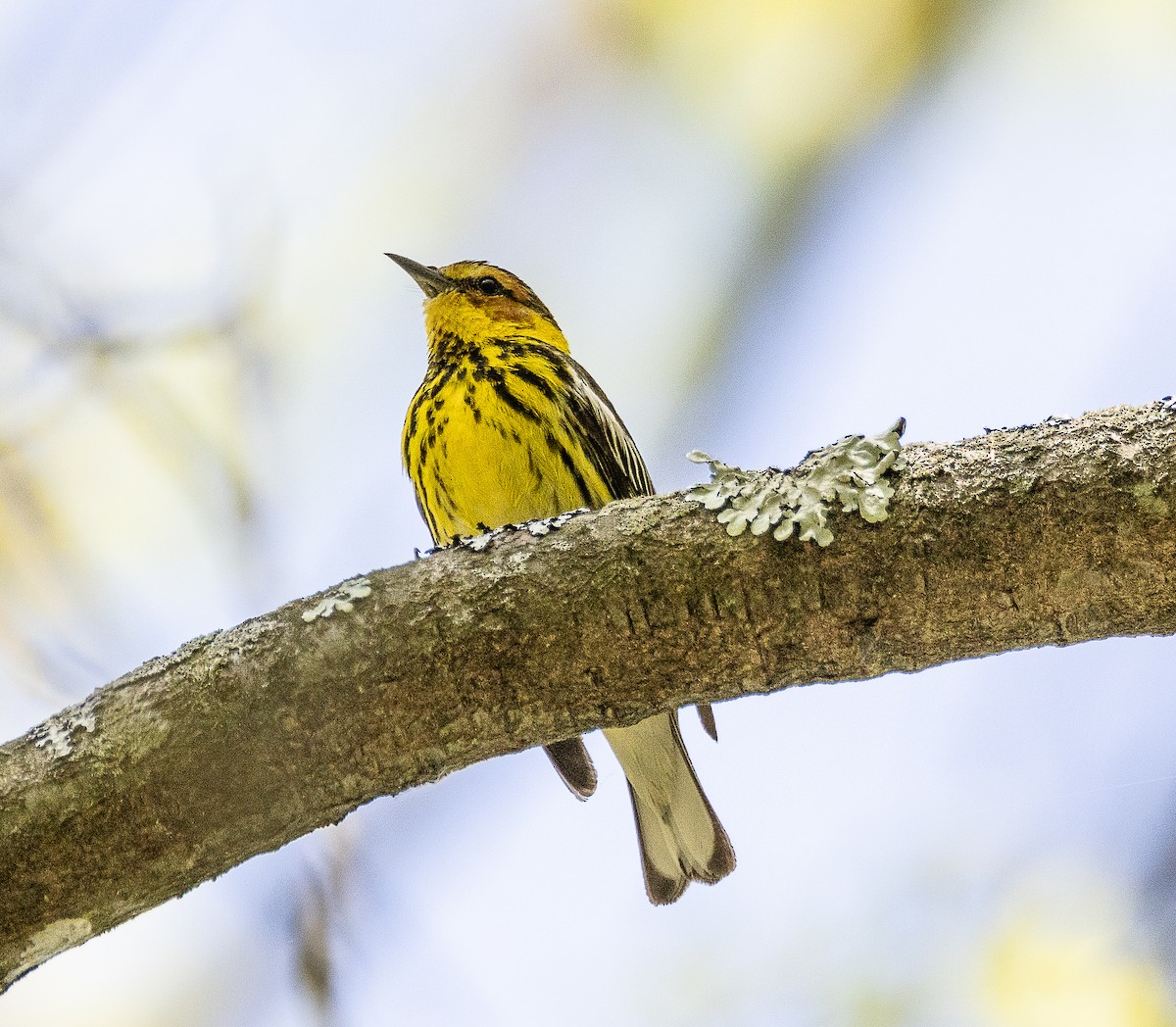 Cape May Warbler - ML619084404