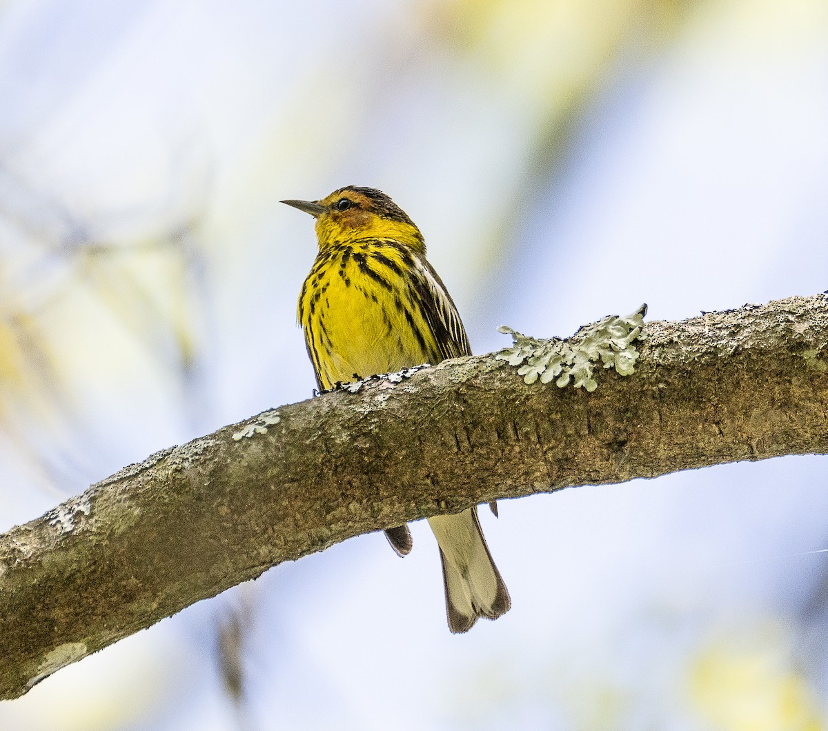 Cape May Warbler - ML619084406