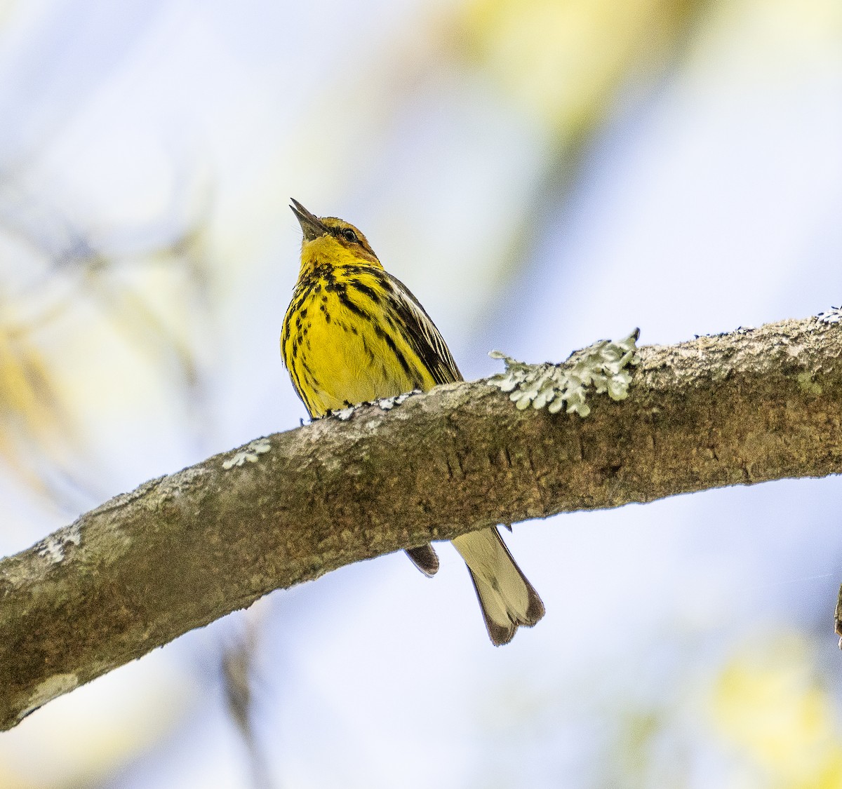 Cape May Warbler - ML619084407