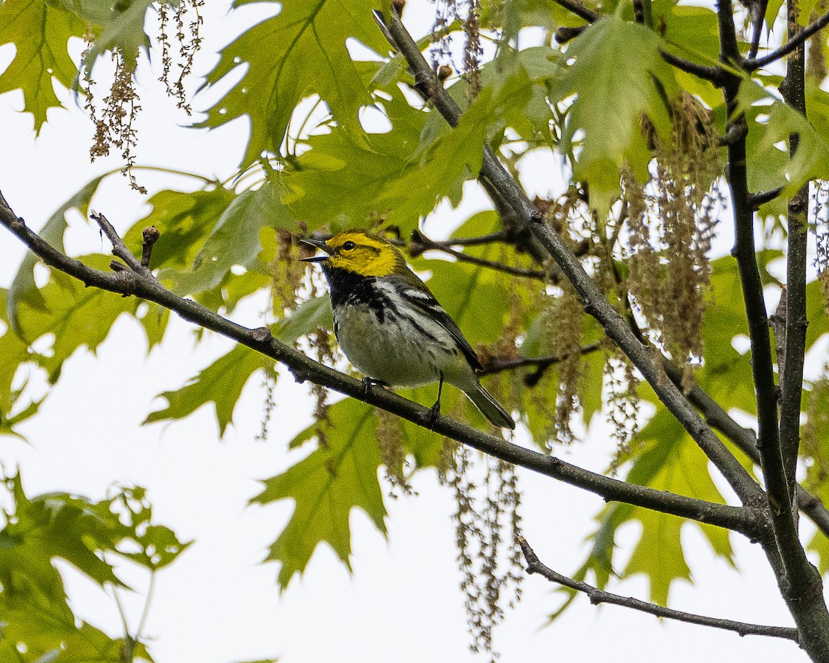 Black-throated Green Warbler - ML619084513