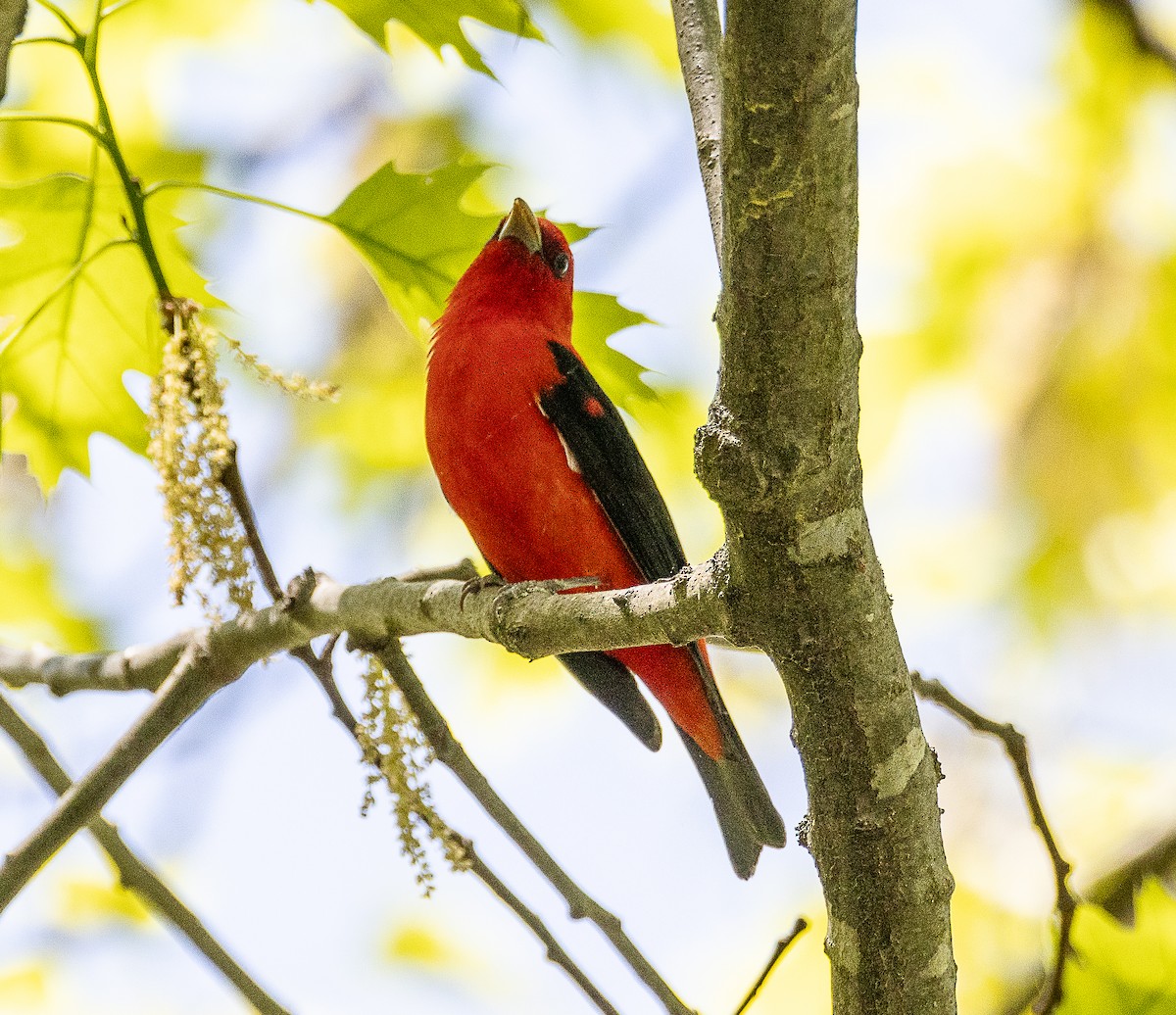 Scarlet Tanager - ML619084530