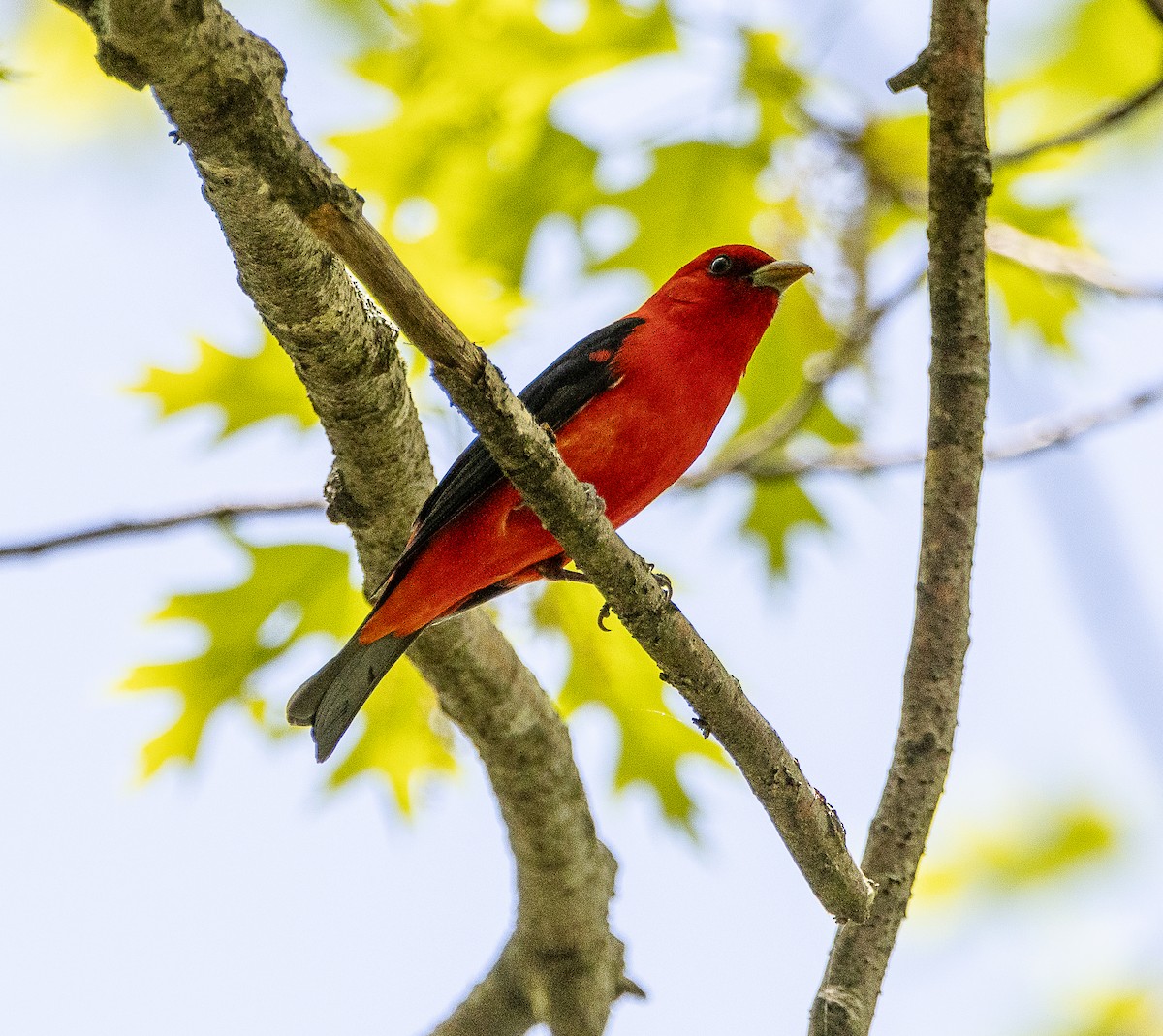 Scarlet Tanager - ML619084532