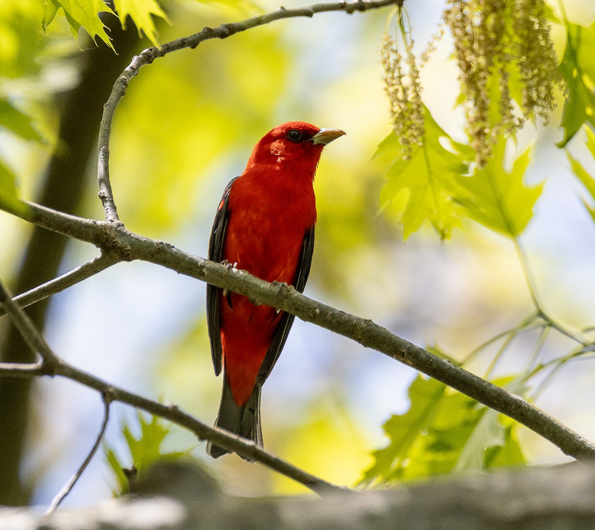 Scarlet Tanager - ML619084533