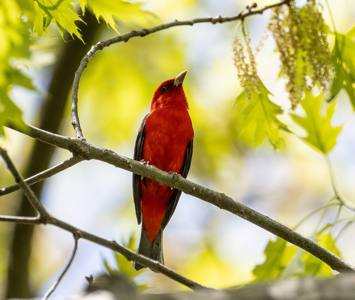 Scarlet Tanager - ML619084534