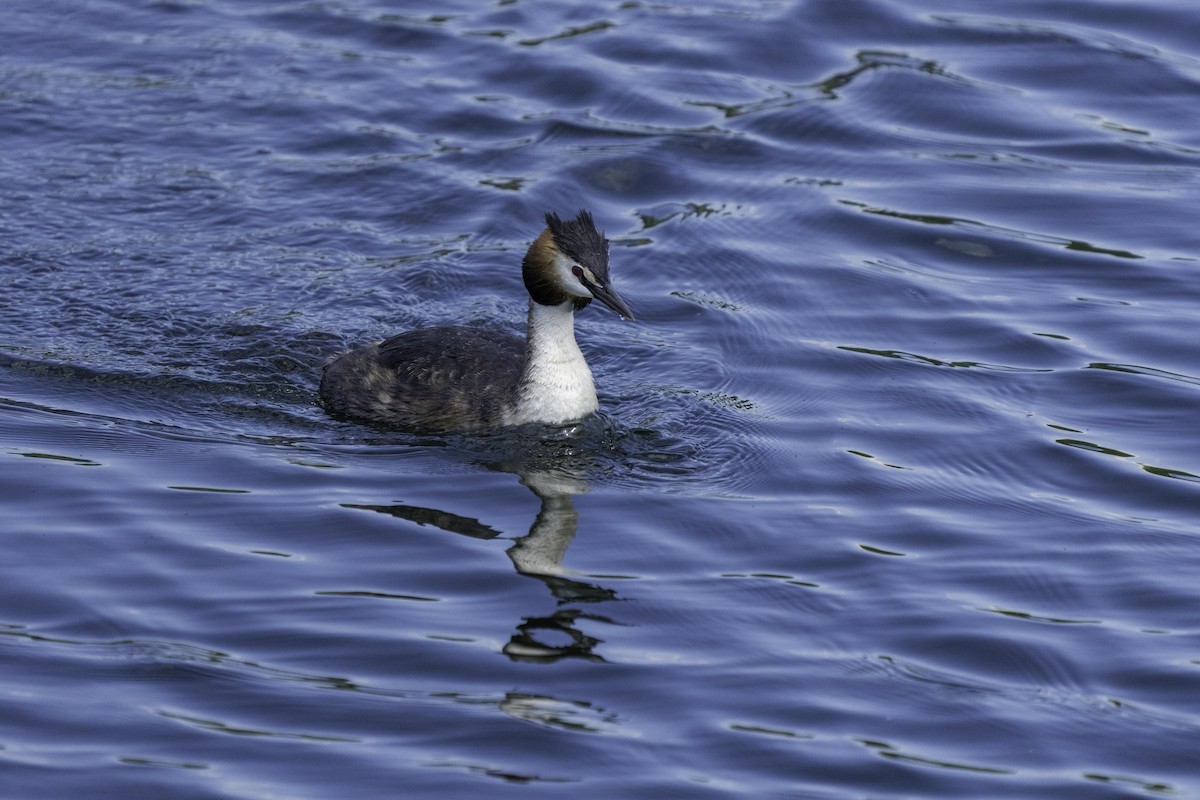 Great Crested Grebe - ML619084558
