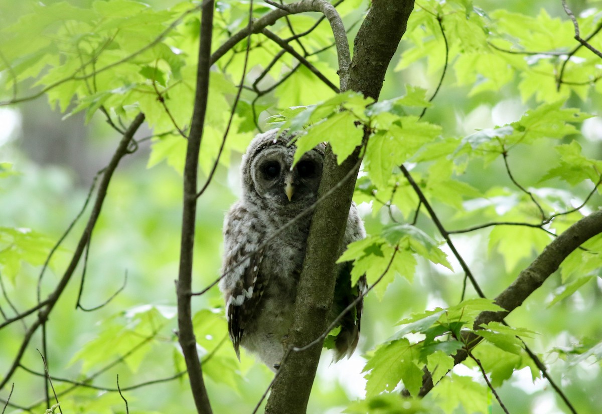 Barred Owl - Lily Morello