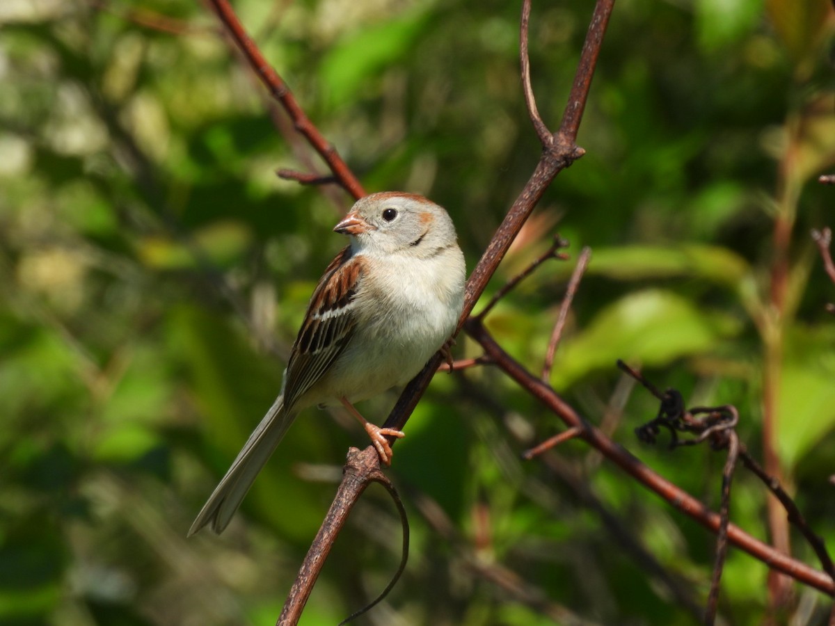 Field Sparrow - ML619084583