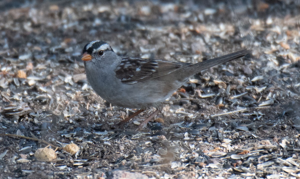 White-crowned Sparrow (Dark-lored) - ML619084603