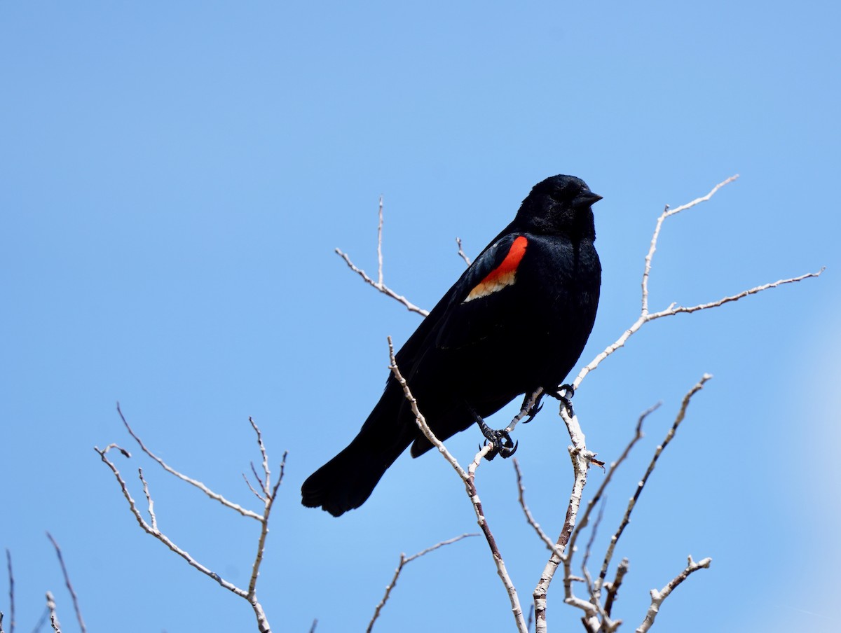 Red-winged Blackbird - ML619084616