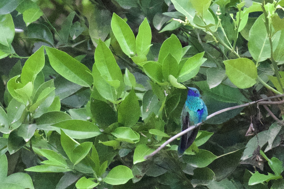 kolibřík modrolící - ML619084630